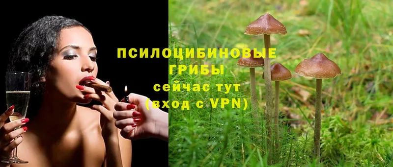 гидра как войти  Арск  Псилоцибиновые грибы GOLDEN TEACHER  где найти наркотики 